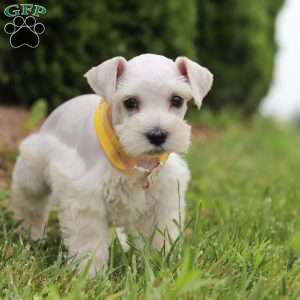 Livi, Miniature Schnauzer Puppy